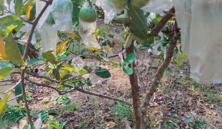 Productive Fruit Garden, 3 Km From Cianjur City