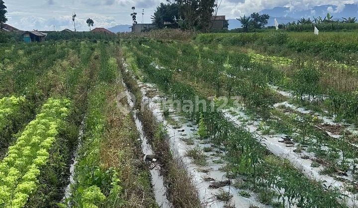 Tanah SHM di Ciwidey, Ciwidey