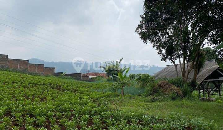 Tanah Kebun Berbenteng Shm Di Padasuka Cimenyan Bandung Utara