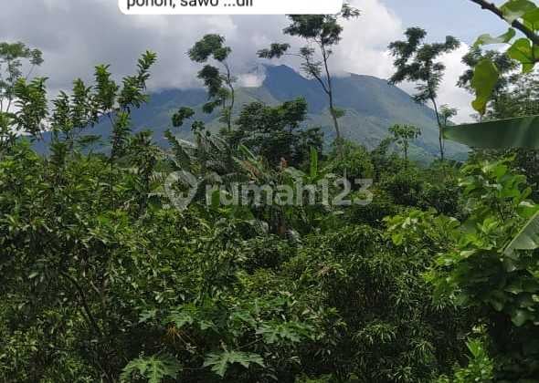 Tanah Perkebunan Buah dengan aneka macam buah