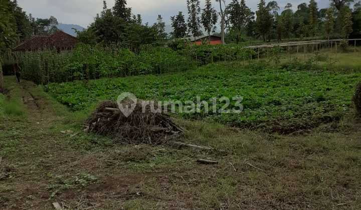 Tanah Kebun Luas Strategis di Ciwidey Bandung