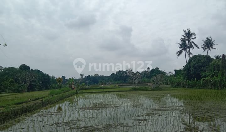 Land For Lease 20 Years 16,9 Are In Tourist Area Near Seseh Beach Munggu Canggu Bali