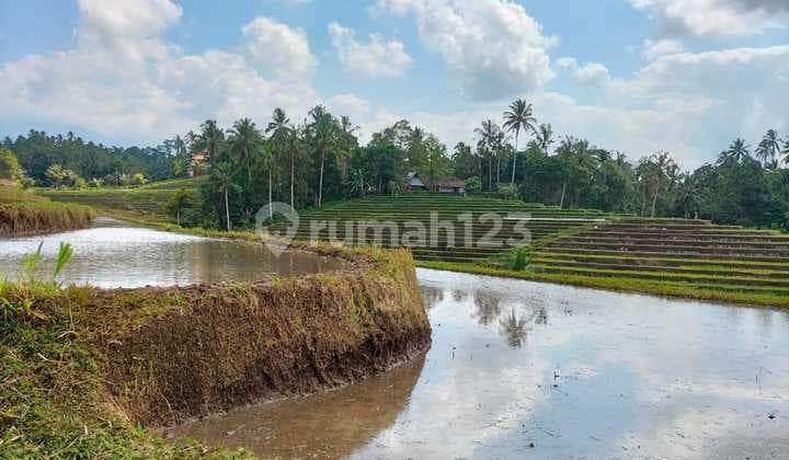Dijual Murah Tanah SHM LT 4300 M2 di Penebel Tabanan Bali