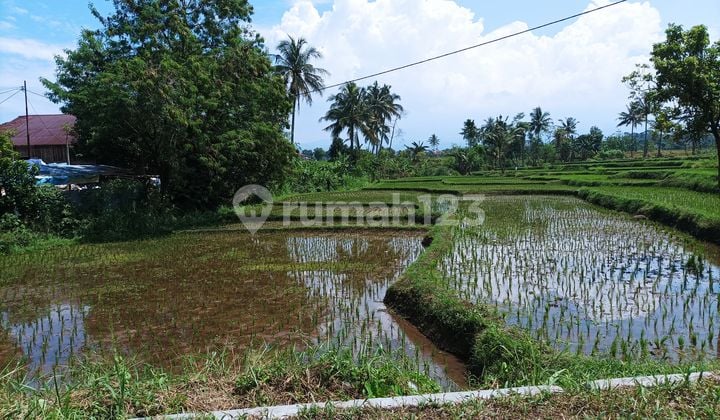 Jual Sawah Garapan