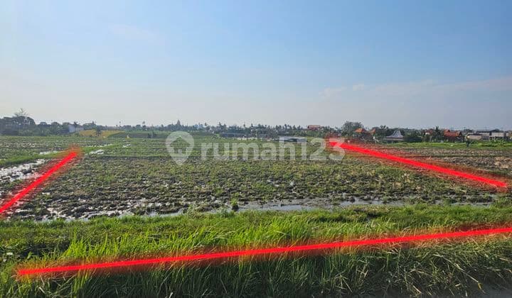 Disewakan Tanah Di Tengah Sawah Cocok Untuk Villa Dan Hotel