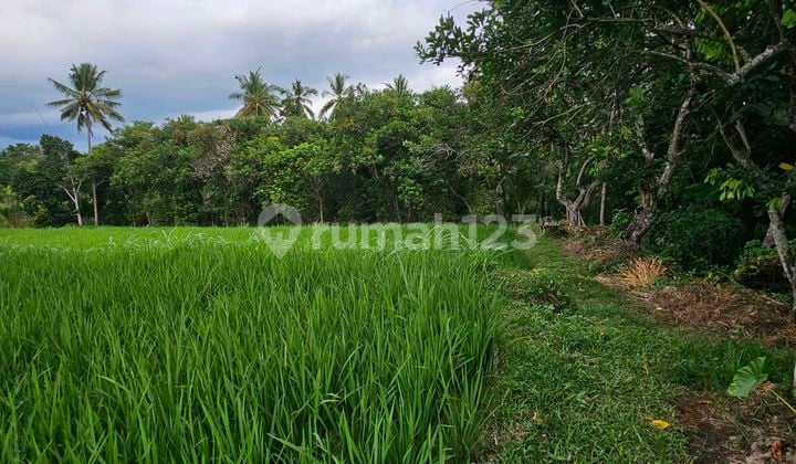Tanah Sawah Produktif Dekat Dwngan Airport Yang Akan Di Bangun