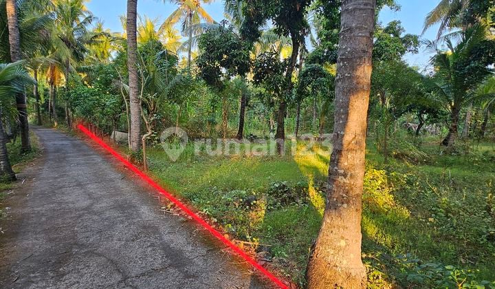 Dijual Tanah Kebun Kelapa Dekat Pantai Hanya 80 Meter Dari Pantai