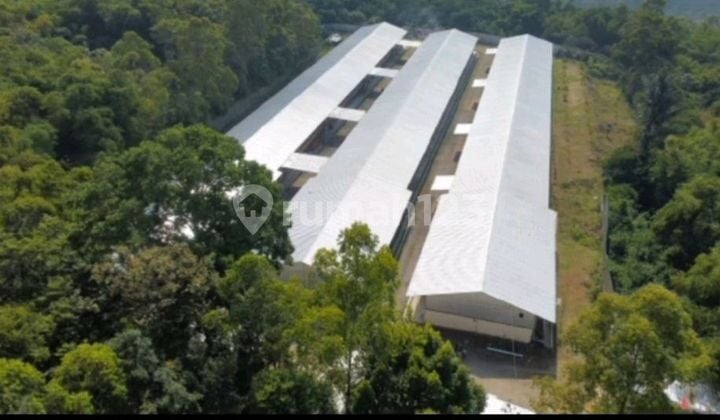 Kandang Ayam Pedaging Modern Lokasi Strategis Di Garut