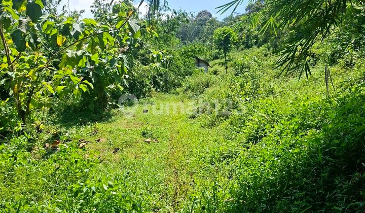 Tanah di Mijen bisa untuk Perumahan, Resto Nuansa Alam