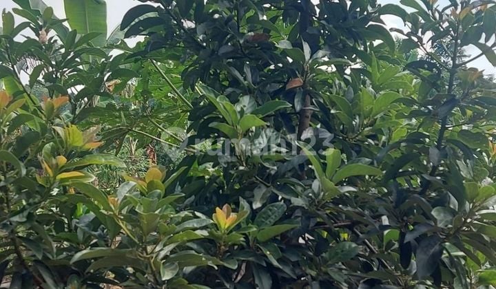 Dijual Tanah Kebun Durian Dan Alpukat