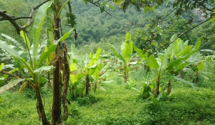 Dijual Tanah Tapal Kuda Cianjur 3 Sumber Mata Air & Kebun Pisang