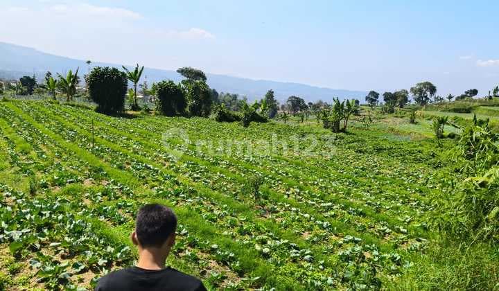 Cepat Tanah Luas Nyaman Di Pasir Kampung Cipanas