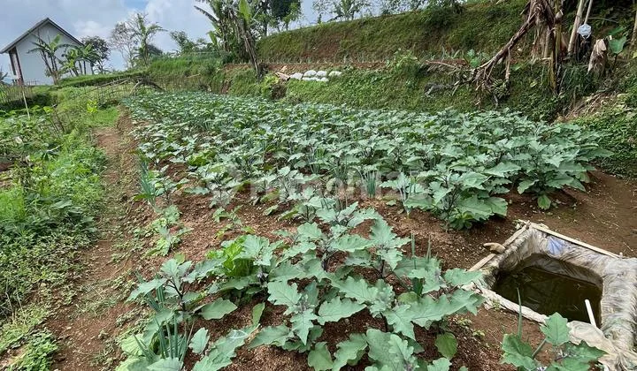 Cepat Tanah Strategis Pemandangan Memuaskan di Cipanas Puncak