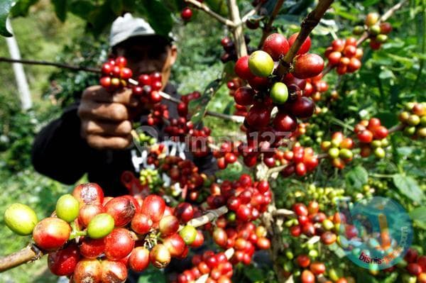 Tanah Kebun SHM Murah Pinggir Jalan Dijual Bu di Bali Utarar