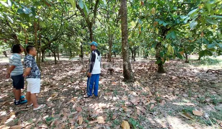 Tanah Kebun Murah 30.000m2 Dijual Bawah Pasar di Singaraja