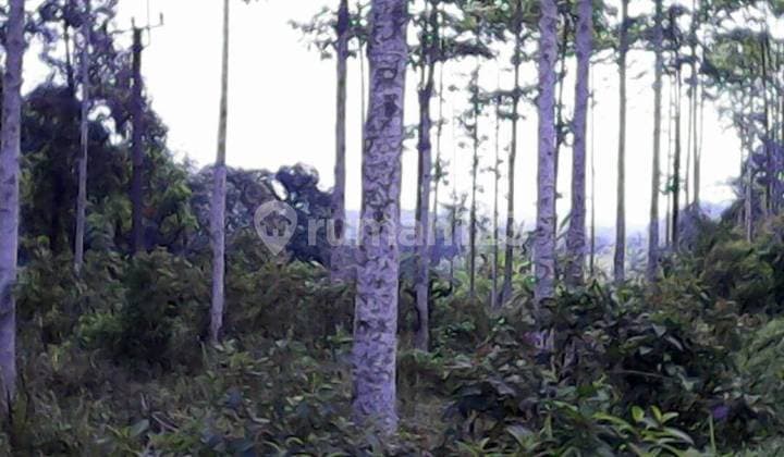 Jual Tanah di Cigudeg Jasinga Bogor Barat, Desa Argapura, Kampung Tipar, Jabar