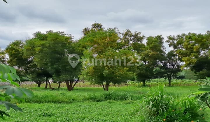 Tanah Murah Lokasi Strategis Siap Bangun Di Puspitek Raya Babakan Tangerang Selatan