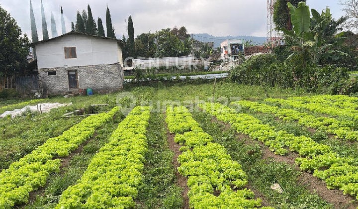 Jual Tanah Daerah Lembang Cocok untuk Perkebunan