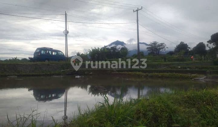 Tanah Sawah Nempel Jalan Kabupaten View Lepas Air Bagus