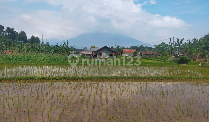 Tanah sawah murah lokasi strategis view lepas ke gunung dcaringin