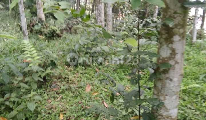 Lokasi murah untuk investasi ataupun berkebun lokasi strategis