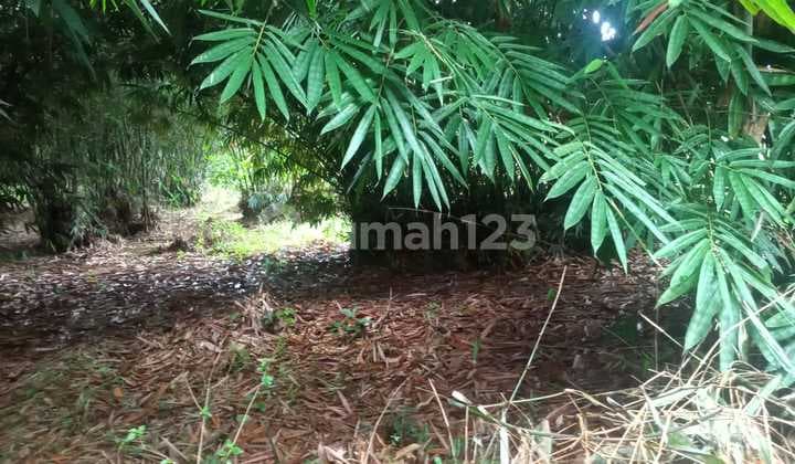Lokasi untuk investasi atau berkebun lokasi strategis