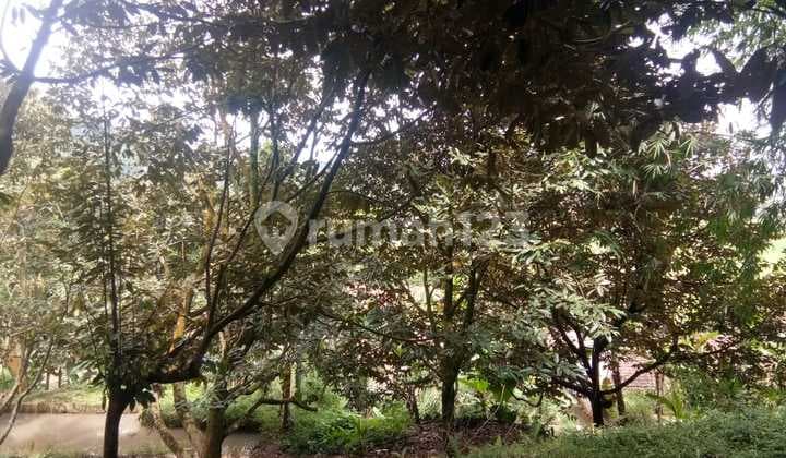 Kebun durian sangat strategis cocok untuk investasi