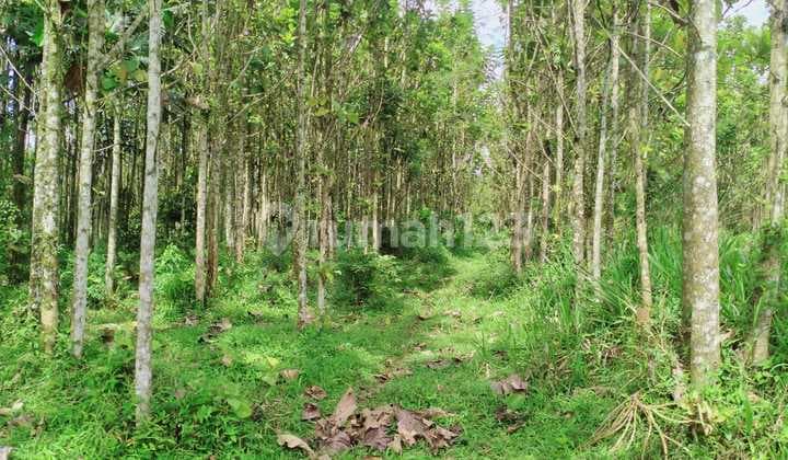 Lokasi untuk investasi ataupun berkebun sangat strategis diciahu