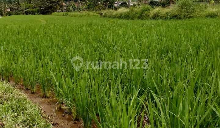 Tanah sawah murah sangat strategis banget view lepas ke gunung