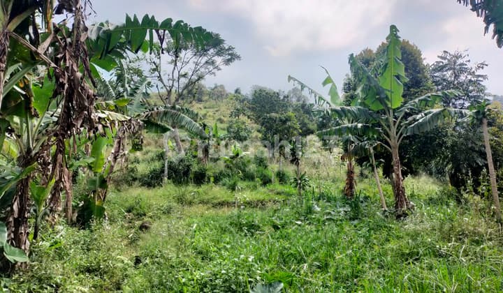 Tanah murah untuk berkebun+investasi lokasi strategis dicijeruk