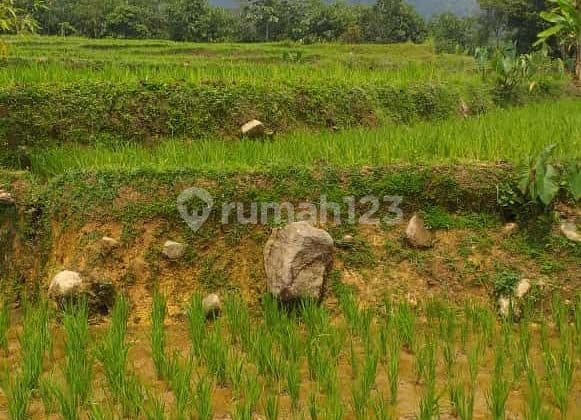 Tanah sawah bagus murah cocok untuk villa+Rumah view lepas
