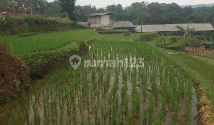 Tanah sawah murah sangat strategis utk investasi+villa dicikidang