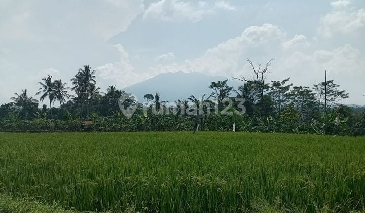 Tanah sawah rata sangat strategis view lepas ke gunung