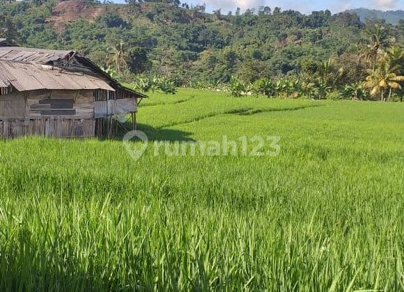 Tanah sawah subur sangat strategis view lepas ke gunung