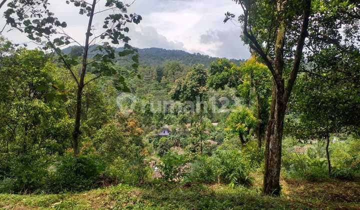 Tanah Kebun Cengkeh Sangat Strategis View Lepas Nempel Jalan