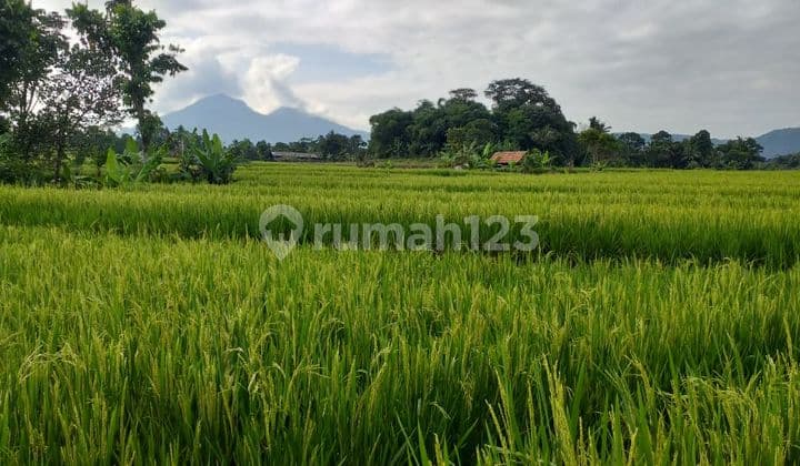 Tanah Sawah Produktif Murah View Lepas ke Gunung