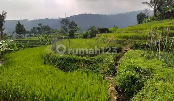 Tanah Produktif Sawah View Lepas Sangat Strategis Nempel Jalan