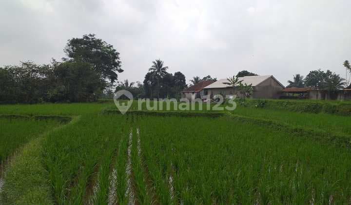 Highly Strategic Productive Rice Field Adjacent to Main Road.