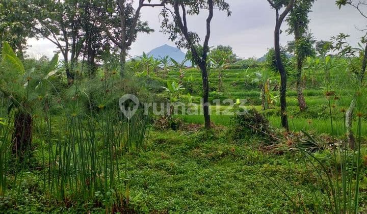 Tanah Kebun Sangat Strategis View Lepas Ke Gunung