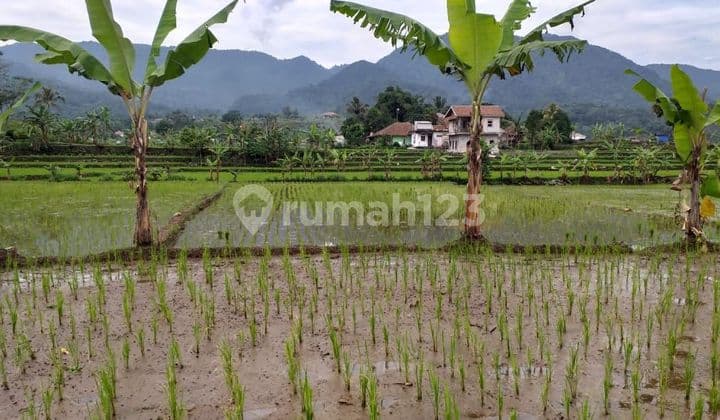 Tanah Sawah Produktif Sangat Strategis View Lepas Untuk Villa
