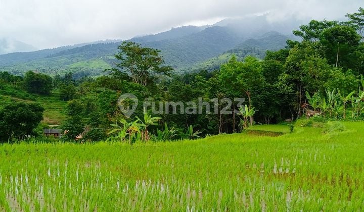 Tanah Sawah Subur Produktif Sangat Strategis View Lepas