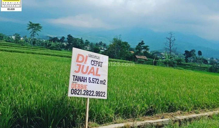 Tanah Sawah Sangat Luas Strategis Di Cipeujeuh Ciparay Bandung Tanah Sawah Sangat Luas Strategis Di Cipeujeuh Ciparay Bandung