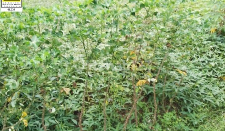 Kavling Murah Tengah Kota Bogor Harga Nego