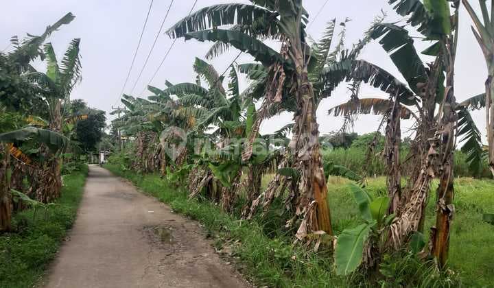 Jual Tanah Lagi Butuh Uang Di Muara Gembong Bekasi Bebas Banjir Dekat Tol Gabus 30 Menit.lokasi Pinggir Jalan Umum