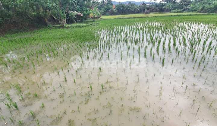 Affordable Rice Field Land in Kp Jelumprit Waringinkurung