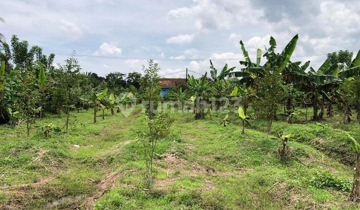 Tanahview Danau Parung