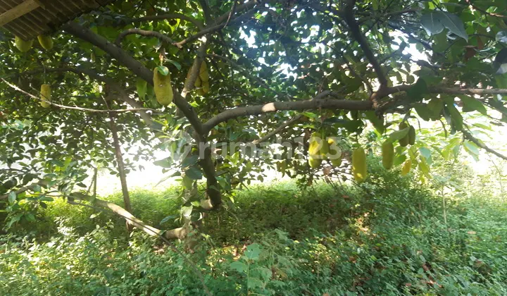 Jual Tanah Kebon di Gunung Sindur Lt 3395 SHM