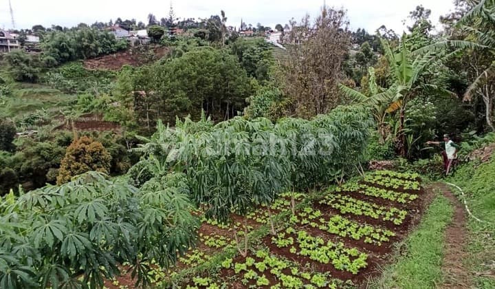 TANAH CIGUGUR GIRANG COCOK UNTUK BERCOCOK TANAM