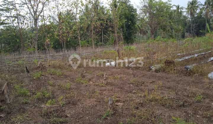 Tanah Kebon Citangkil Harga Miring Nego