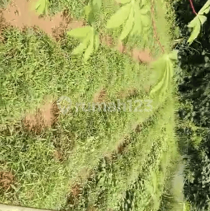 Tanah Sawah Pegadungan Anyer Nego Sampai Deal